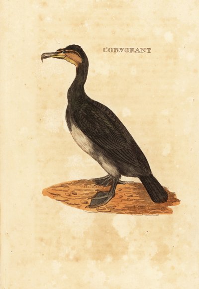 Grande corvo-marinho, Phalacrocorax carbo de Edward Donovan