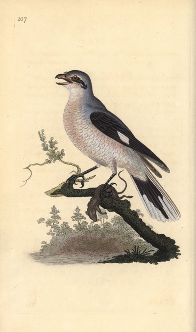 Great grey shrike (fêmea), excubitador Lanius. Placa de cobre colorida à mão, desenhada e gravada por Edward Donovan a partir de sua própria "Natural History of British Birds", Londres. de Edward Donovan
