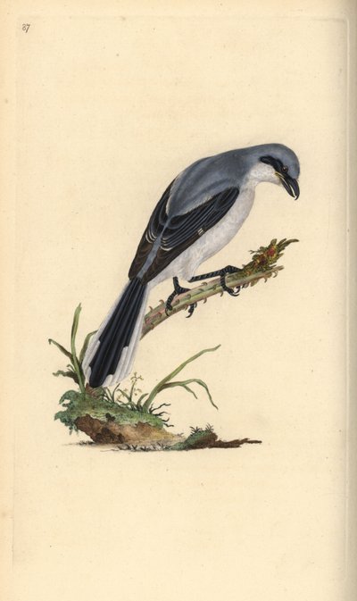 Grande exercício cinzento, excubitador Lanius. Placa de cobre colorida à mão, desenhada e gravada por Edward Donovan a partir de sua própria "Natural History of British Birds", Londres. de Edward Donovan