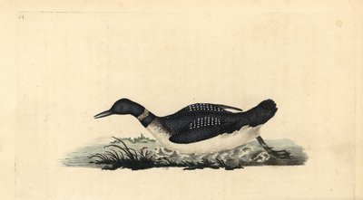 Grande lunático do norte ou mergulhador, Gavia immer. Placa de cobre colorida à mão, desenhada e gravada por Edward Donovan a partir de sua própria "Natural History of British Birds", Londres. de Edward Donovan