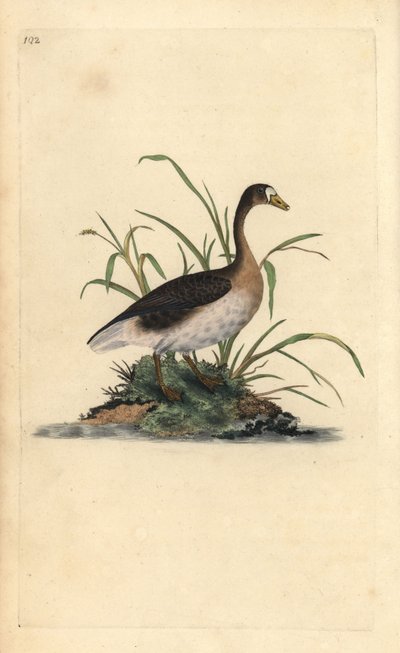 Um ganso de testa branca, Anser albifrons. Placa de cobre colorida à mão, desenhada e gravada por Edward Donovan a partir de sua própria "Natural History of British Birds", Londres. de Edward Donovan