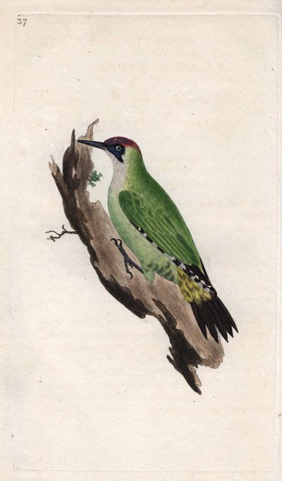 Pica-pau verde. Picus viridis. Gravura em cobre de Edward Donovan (1768-1837), publicada na Histoire naturelle des oiseaux britanniques, Londres. de Edward Donovan