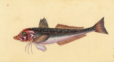 Gurnardus cinzento, Eutrigla gurnardus (Trigla gurnardus). Placa de cobre colorida à mão desenhada e gravada por Edward Donovan a partir de sua História Natural dos Peixes Britânicos, Donovan e F.C. e J. Rivington, Londres. de Edward Donovan