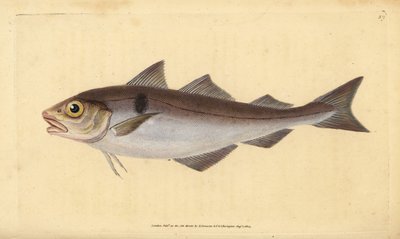 Haddock, Melanogrammus aeglefinus (Gadus aeglefinus). Vulnerável. Placa de cobre colorida à mão desenhada e gravada por Edward Donovan a partir de sua História Natural dos Peixes Britânicos, Donovan e F.C. e J. Rivington, Londres. de Edward Donovan