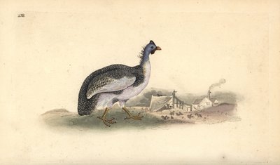 Ajudou a guineafowl, Numida meleagris. Placa de cobre colorida à mão, desenhada e gravada por Edward Donovan a partir de sua própria "Natural History of British Birds," Londres de Edward Donovan