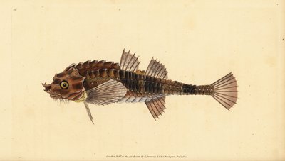 Hooknose, Agonus cataphractus (Pogge ou cabeça de touro armada, Cottus cataphractus). Placa de cobre colorida à mão desenhada e gravada por Edward Donovan da sua História Natural dos Peixes Britânicos, Donovan e F.C. e J. Rivington, Londres. de Edward Donovan