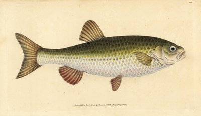 Ide, Leuciscus idus (Chub, Cyprinus jeses). Placa de cobre colorida à mão, desenhada e gravada por Edward Donovan da sua História Natural dos Peixes Britânicos, Donovan e F.C. e J. Rivington, Londres. de Edward Donovan