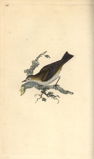 Pequenas mesquinharias, hippolay motacilla. Placa de cobre colorida à mão, desenhada e gravada por Edward Donovan a partir de sua própria "Natural History of British Birds", Londres. de Edward Donovan