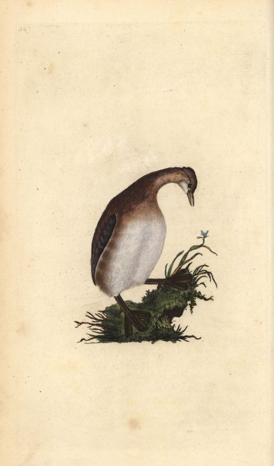 Pequeno grebe, Tachybaptus ruficollis. Placa de cobre colorida à mão, desenhada e gravada por Edward Donovan a partir de sua própria "Natural History of British Birds," Londres de Edward Donovan