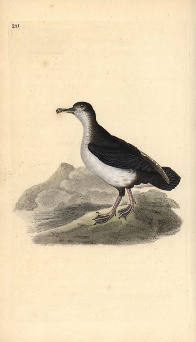 Manx shearwater, Puffinus puffinus puffinus. Placa de cobre colorida à mão, desenhada e gravada por Edward Donovan a partir de sua própria "Natural History of British Birds," Londres de Edward Donovan