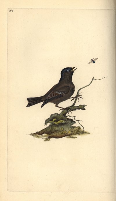 Marsh Tit, Poecile Palustris. Placa de cobre colorida à mão, desenhada e gravada por Edward Donovan a partir de sua própria "Natural History of British Birds," Londres de Edward Donovan