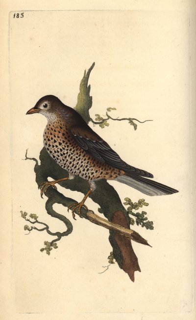 Tordo de névoa, Turdus viscivorus. Placa de cobre colorida à mão, desenhada e gravada por Edward Donovan a partir de sua própria "Natural History of British Birds", Londres. de Edward Donovan