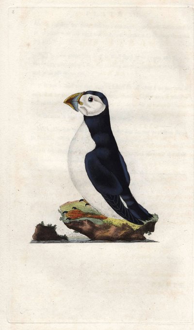 Monk puffin. Fratercula arctica (Alca arctica). Gravura em cobre de Edward Donovan (1768-1837), publicada na Histoire naturelle des oiseaux britanniques, Londres. de Edward Donovan
