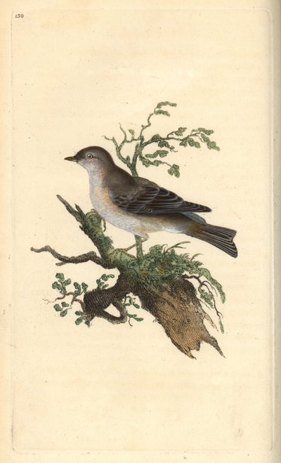 Toutinegra orfã, Sylvia hydrtensis, ou pequeninos calções maiores. Placa de cobre colorida à mão, desenhada e gravada por Edward Donovan a partir de sua própria "Natural History of British Birds", Londres. de Edward Donovan