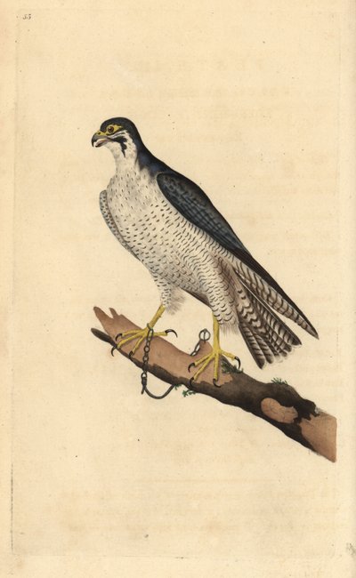 Falcão-peregrino, Falco peregrinus, acorrentado a um ramo. Placa de cobre colorida à mão desenhada e gravada por Edward Donovan a partir de sua própria "Natural History of British Birds", Londres. de Edward Donovan