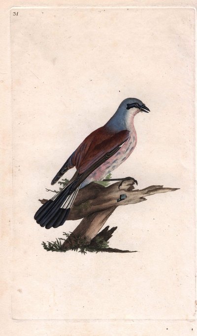 Pega vermelha. Lanius collurio. Gravura em cobre de Edward Donovan (1768-1837), publicada em Natural History of British Birds, Londres de Edward Donovan