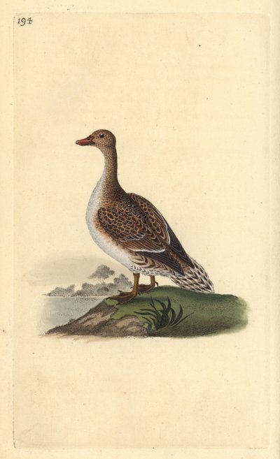 Pintail, Anas acuta, fêmea. Placa de cobre colorida à mão, desenhada e gravada por Edward Donovan a partir de sua própria "Natural History of British Birds", Londres. de Edward Donovan