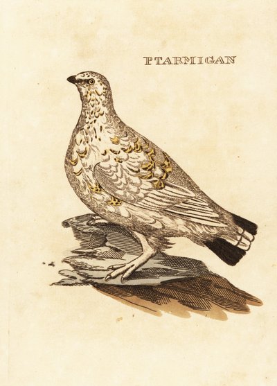 Ptarmigan grouse ou jogo branco, Lagopus lagopus de Edward Donovan