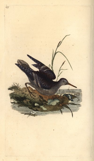 Limpador de areia roxo, Calidris maritima. Placa de cobre colorida à mão, desenhada e gravada por Edward Donovan a partir de sua própria "Natural History of British Birds", Londres. de Edward Donovan