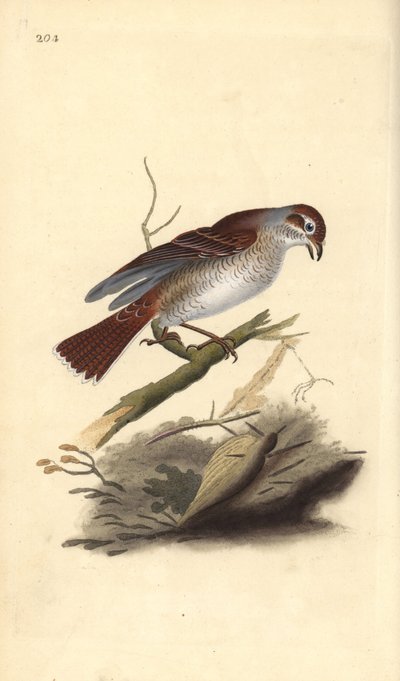 Shrike de costas vermelhas (fêmea), Lanius collurio. Placa de cobre colorida à mão, desenhada e gravada por Edward Donovan a partir de sua própria "Natural History of British Birds", Londres. de Edward Donovan