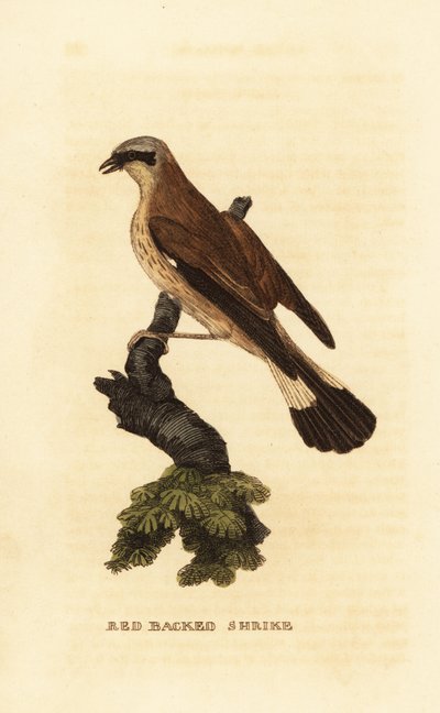 Shrike de costas vermelhas, Lanius collurio de Edward Donovan