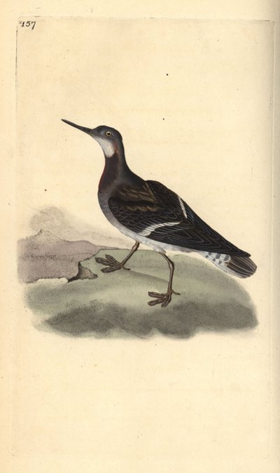 Falarope de pescoço vermelho, Phalaropus lobatus. Placa de cobre colorida à mão, desenhada e gravada por Edward Donovan a partir de sua própria "Natural History of British Birds", Londres. de Edward Donovan