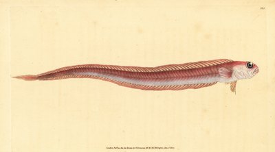 Red bandfish, Cepola macrophthalma (Rubescent band-fish, Cepola rubescens). Placa de cobre colorida à mão desenhada e gravada por Edward Donovan a partir de sua História Natural dos Peixes Britânicos, Donovan e F.C. e J. Rivington, Londres. de Edward Donovan
