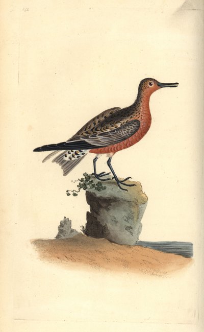 Nó vermelho, Calidris canutus. Placa de cobre colorida à mão, desenhada e gravada por Edward Donovan a partir de sua própria "Natural History of British Birds," Londres de Edward Donovan