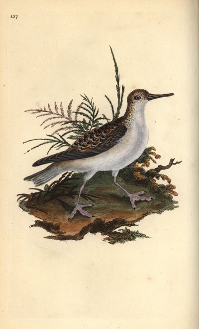 Falarope vermelho, Phalaropus fulicarius. Placa de cobre colorida à mão, desenhada e gravada por Edward Donovan a partir de sua própria "Natural History of British Birds", Londres. de Edward Donovan