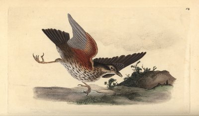 Redwing, Turdus iliacus. Placa de cobre colorida à mão, desenhada e gravada por Edward Donovan a partir de sua própria "Natural History of British Birds," Londres de Edward Donovan