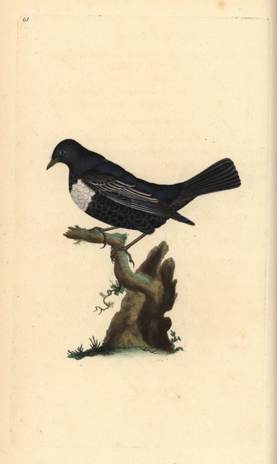 Ring ouzel, Turdus torquatus. Placa de cobre colorida à mão, desenhada e gravada por Edward Donovan a partir de sua própria "Natural History of British Birds," Londres de Edward Donovan