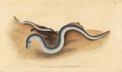 Lampreia do rio, Lampetra fluviatilis (Lampern ou lampreia menor, Petromyzon fluviatilis). Placa de cobre colorida à mão desenhada e gravada por Edward Donovan a partir de sua História Natural dos Peixes Britânicos, Donovan e F.C. e J. Rivington, Londres. de Edward Donovan