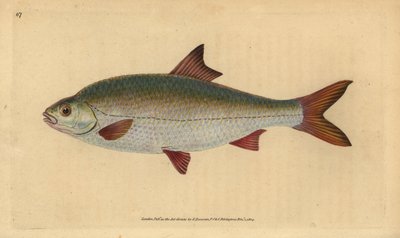 Barata, Rutilus rutilus (Cyprinus ritulus). Placa de cobre colorida à mão desenhada e gravada por Edward Donovan da sua História Natural dos Peixes Britânicos, Donovan e F.C. e J. Rivington, Londres. de Edward Donovan