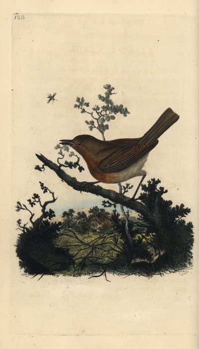 Robin Redbreast, Erithacus Rubecula. Placa de cobre colorida à mão, desenhada e gravada por Edward Donovan a partir de sua própria "Natural History of British Birds", Londres. de Edward Donovan