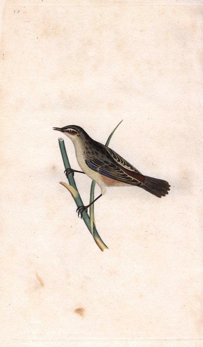 Fragmite de bastão. Acrocephalus schoenobaenus (Motacilla salicaria). Gravura em cobre de Edward Donovan (1768-1837), publicada na Histoire naturelle des oiseaux britanniques, Londres. de Edward Donovan
