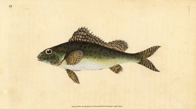 Ruffe, Gymnocephalus cernua (Perca cernua). Placa de cobre colorida à mão desenhada e gravada por Edward Donovan a partir de sua História Natural dos Peixes Britânicos, Donovan e F.C. e J. Rivington, Londres. de Edward Donovan