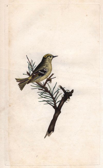 Ruppe King. Regulus regulus (Motacilla regulus). Gravura em cobre de Edward Donovan (1768-1837), publicada na Histoire naturelle des oiseaux britanniques, Londres. de Edward Donovan