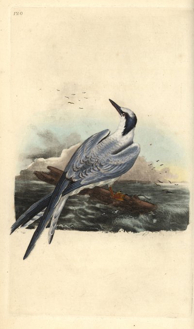 Andorinha-do-mar-sanduíche, Thalasseus sandvicensis. Placa de cobre colorida à mão desenhada e gravada por Edward Donovan a partir de sua própria "Natural History of British Birds", Londres de Edward Donovan
