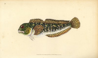 Shanny, Lipophrys pholis (Smooth blenny, Blennius pholis). Placa de cobre colorida à mão, desenhada e gravada por Edward Donovan a partir de sua História Natural dos Peixes Britânicos, Donovan e F.C. e J. Rivington, Londres. de Edward Donovan