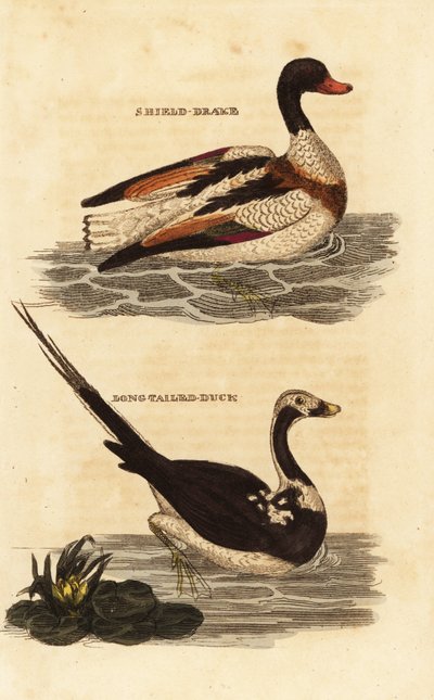 Shelduck, Tadorna tadorna, e pato de cauda longa, Clangula hyemalis de Edward Donovan