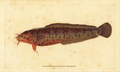 Balancim da costa, Gaidropsarus mediterraneus (bacalhau com três barbas ou balancim, Gadus tricirratus). Placa de cobre colorida à mão, desenhada e gravada por Edward Donovan a partir de sua História Natural dos Peixes Britânicos, Donovan e F.C. e J. Rivin de Edward Donovan