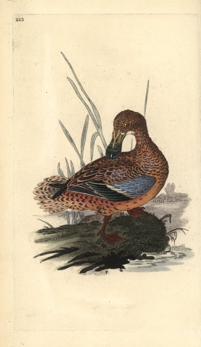 Pato pá (fêmea), Anas clypeata. Placa de cobre colorida à mão, desenhada e gravada por Edward Donovan a partir de sua própria "Natural History of British Birds", Londres. de Edward Donovan