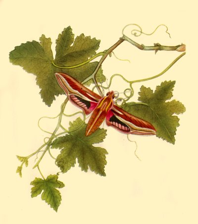Floresta. de Edward Donovan