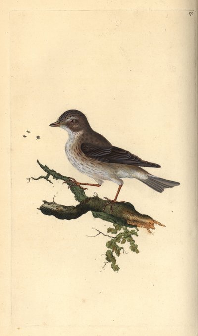 Apanhador de moscas, Muscicapa striata. Placa de cobre colorida à mão, desenhada e gravada por Edward Donovan a partir de sua própria "Natural History of British Birds", Londres. de Edward Donovan