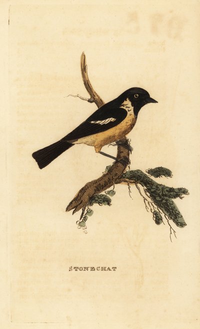 Stonechat, Saxicola rubicola de Edward Donovan