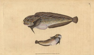 Caracol marinho listrado, Liparis liparis liparis (Unctuous lumpucker, Cyclopterus liparis). Placa de cobre colorida à mão desenhada e gravada por Edward Donovan a partir de sua História Natural dos Peixes Britânicos, Donovan e F.C. e J. Rivington, Londres de Edward Donovan