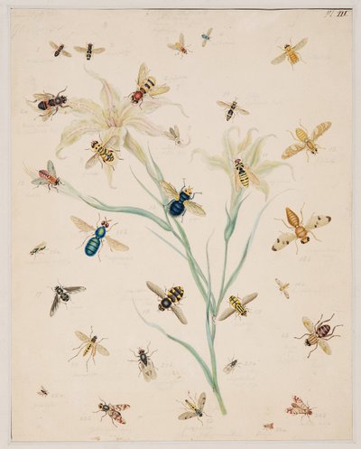 Estudos de Animais Invertebrados, Volume II de Edward Donovan