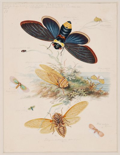 Estudos de Animais Invertebrados, Volume II de Edward Donovan
