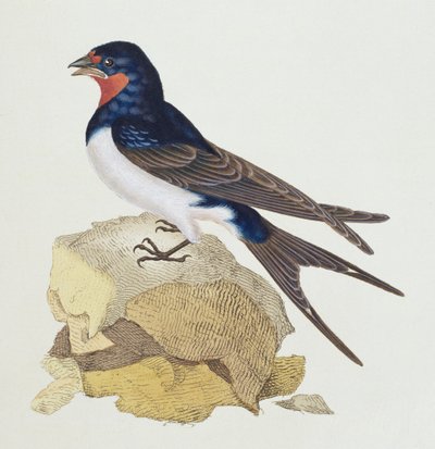 Andorinha da &39;História das Aves Britânicas&39;, 1799 de Edward Donovan