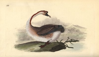Ganso-cisne, Anser cygnoides, vulnerável. Placa de cobre colorida à mão, desenhada e gravada por Edward Donovan a partir de sua própria "Natural History of British Birds", Londres. de Edward Donovan